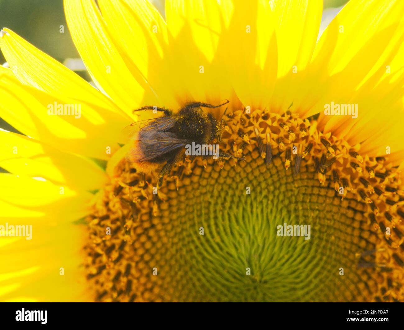 Tête de tournesol à bourdon août 2022 Banque D'Images