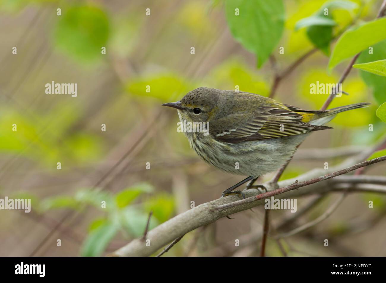 Paruline à rumissement jaune (Setophaga coronata) femelle 1st ans Banque D'Images