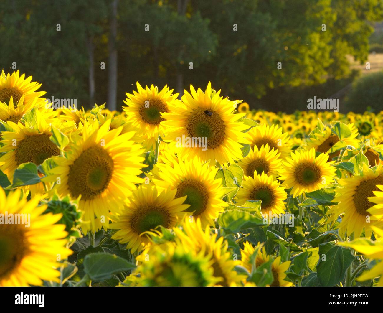 Champ de tournesols août 2022 Banque D'Images