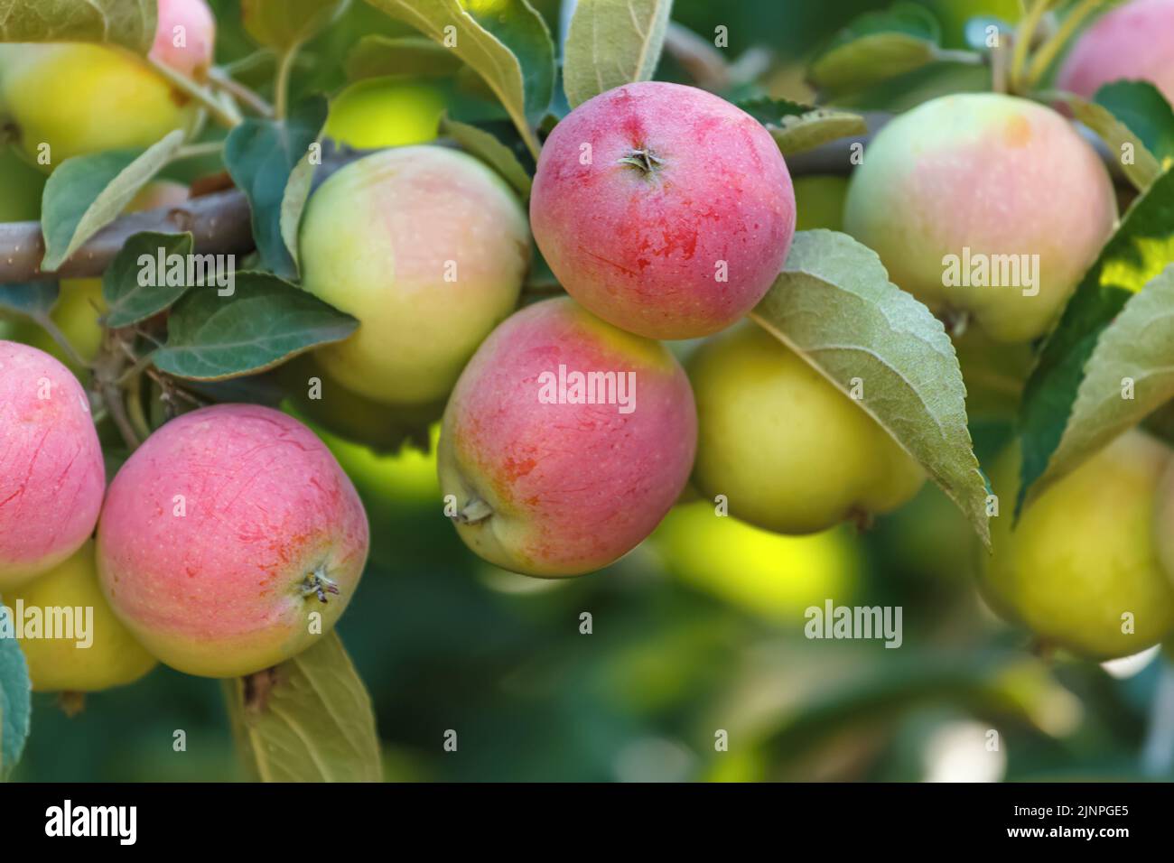 Fruits de pomme non mûrs sur une branche d'arbre dans le jardin.gros plan macro bokeh Banque D'Images