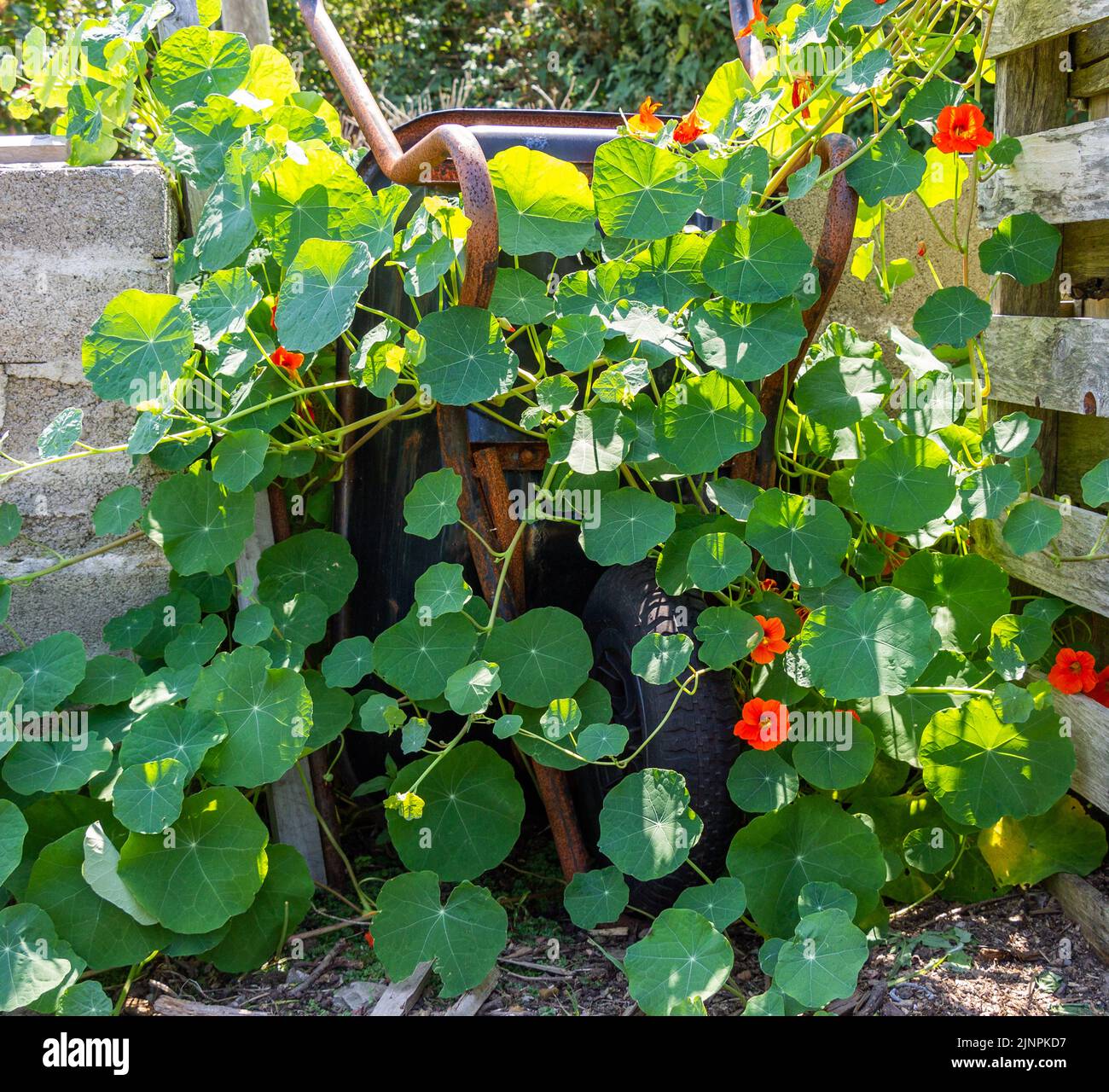 Plante de Naturtium qui pousse sur une brouette Banque D'Images