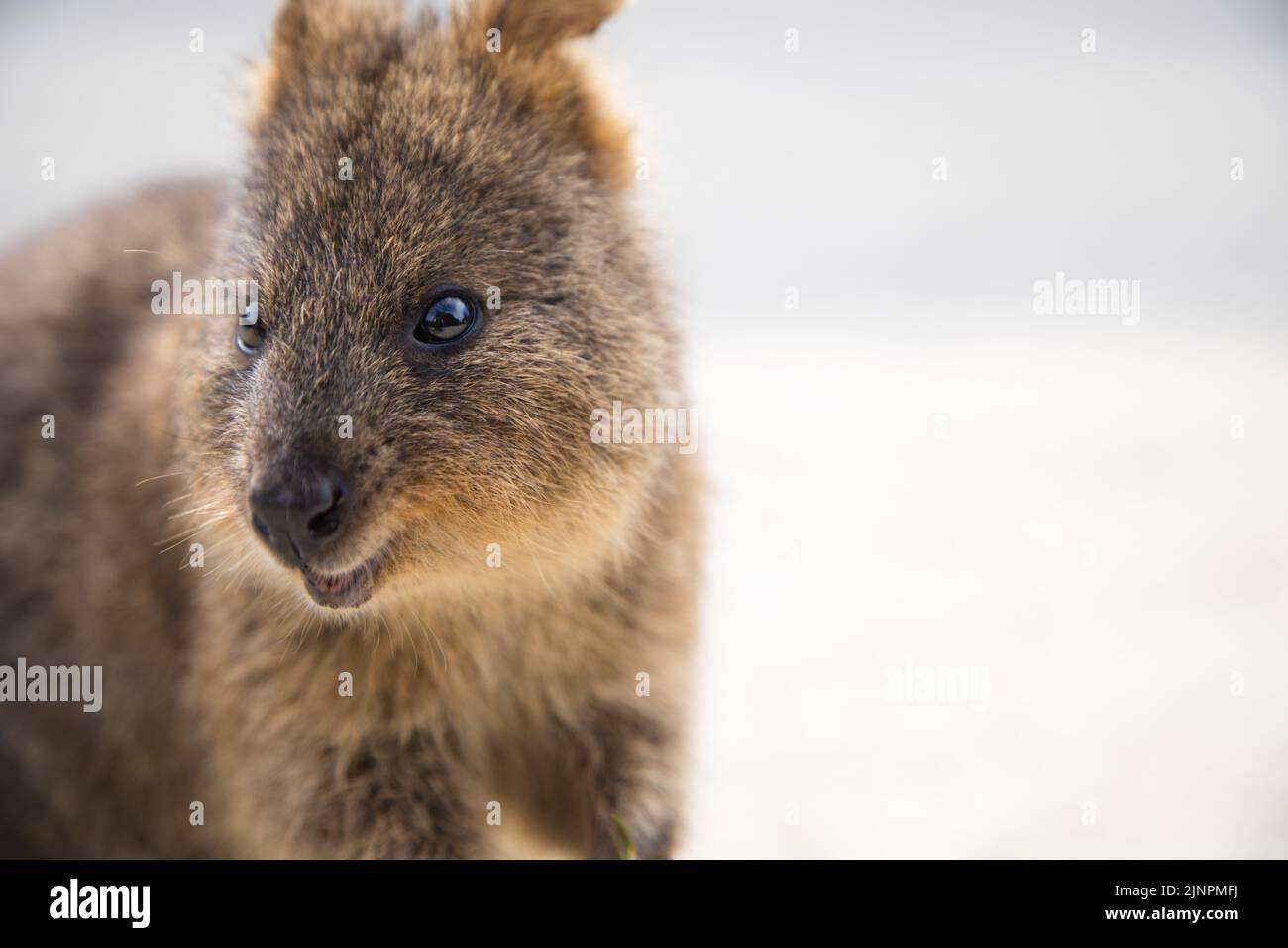La plus heureuse quokka animale, en gros plan, Rottnest Island, à Perth, en Australie occidentale Banque D'Images