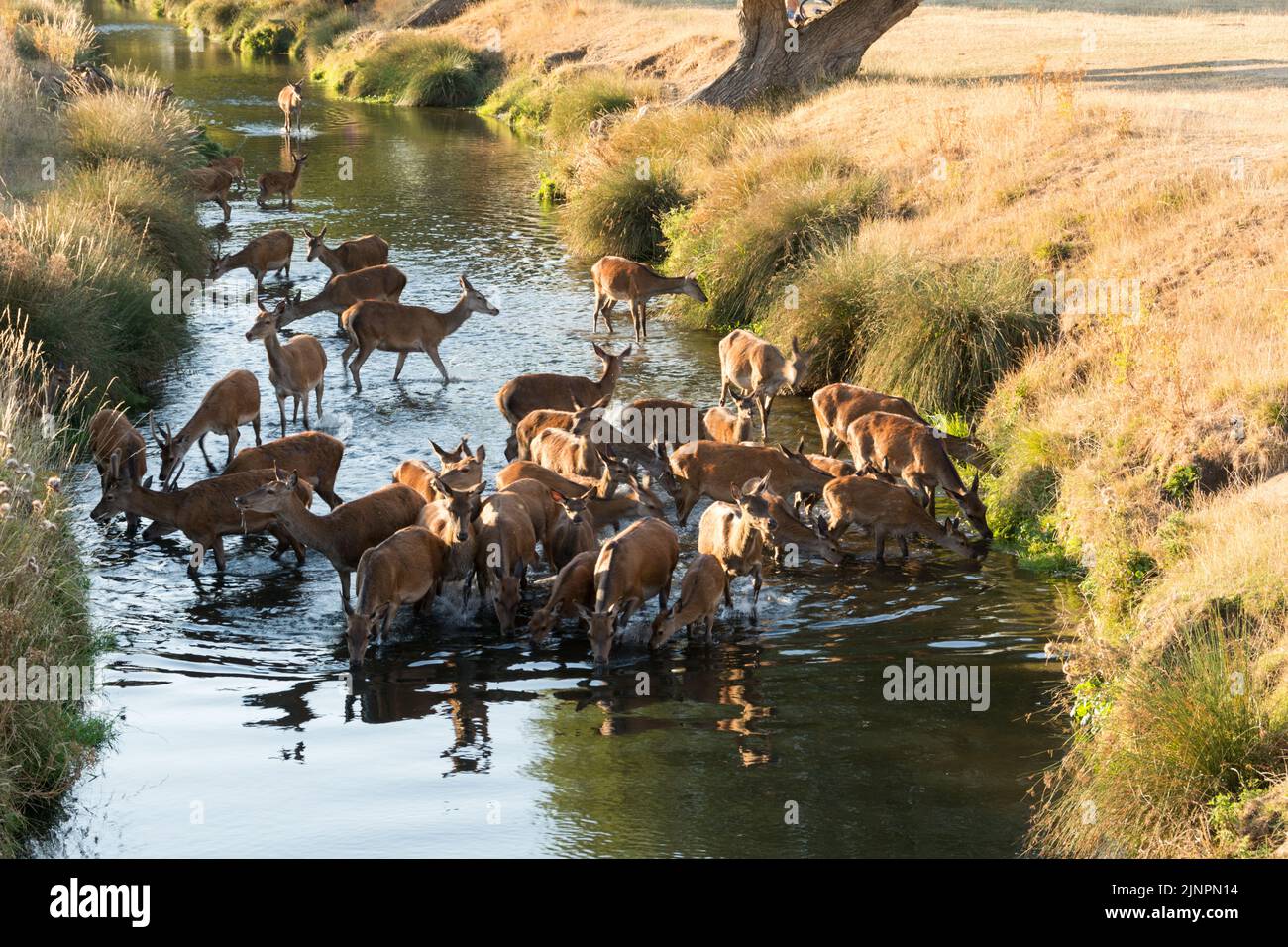 Red Deer assoiffé de sécheresse (Cervus elaphus) prendre un verre en soirée à Beverley Brook, Richmond Park, Londres, Angleterre, Royaume-Uni Banque D'Images