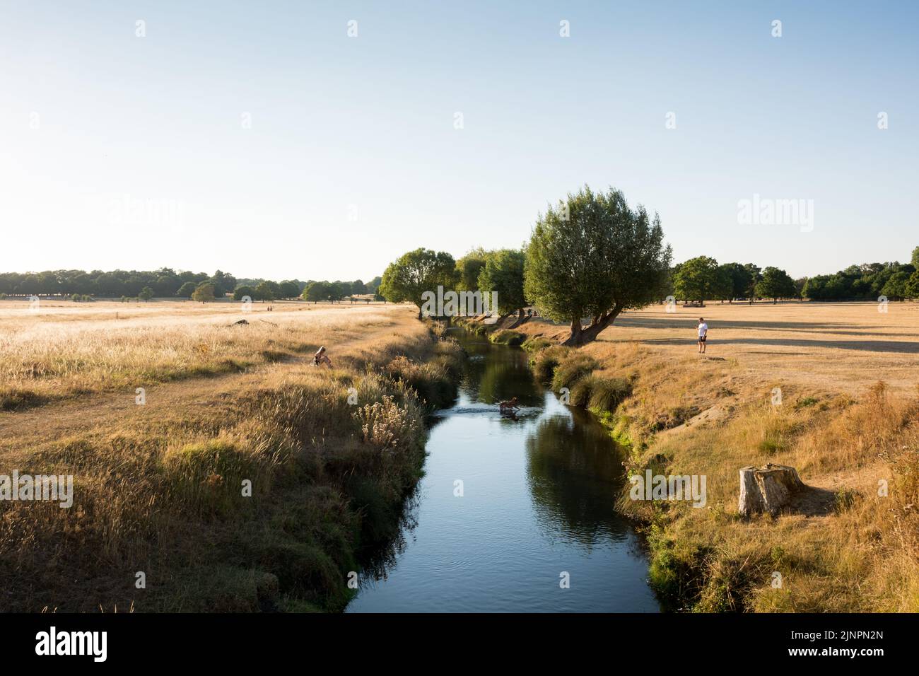 Un couple sur les rives de Beverley Brook, dans un Richmond Park ravagé par la sécheresse, Londres, Angleterre, Royaume-Uni Banque D'Images