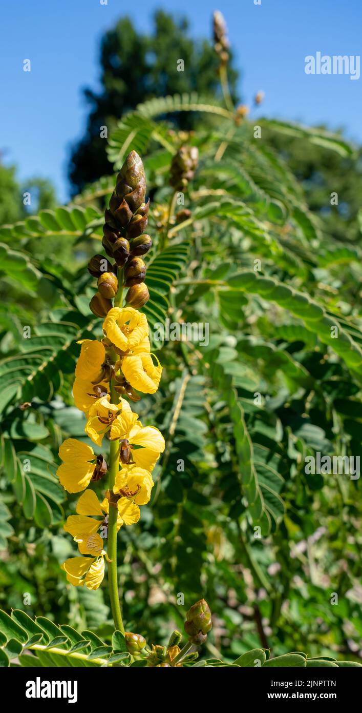 Senna didymobotrya aussi connu sous le nom de senna africaine, popcorn senna, candélabre, et cassia de beurre d'arachide Banque D'Images