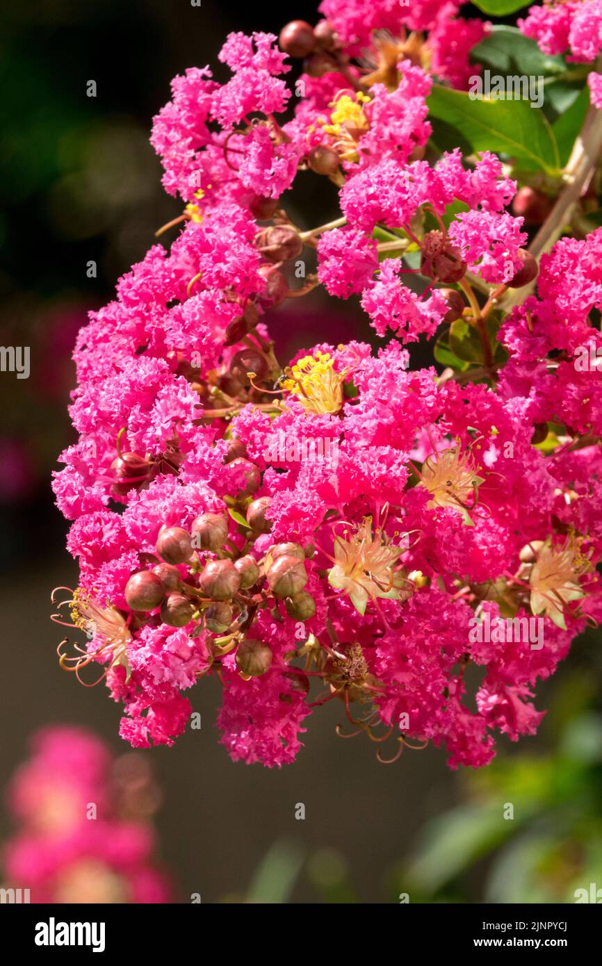 Arbuste à fleurs, Lagerstroemia indica, myrte rouge, Floraison, Crapemyrtle, Fleur rose Banque D'Images