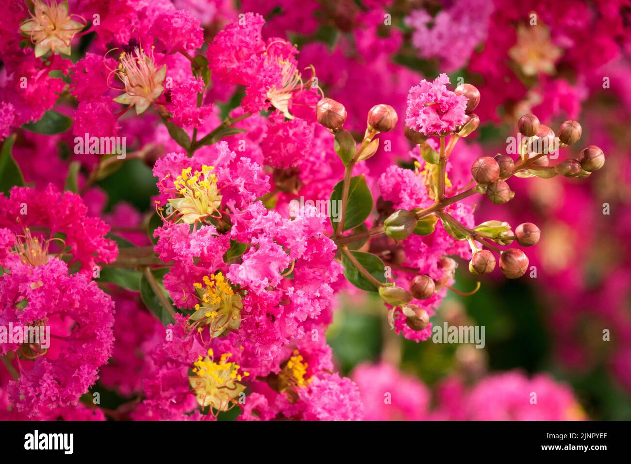 Arbuste à fleurs, Lagerstroemia indica, myrte rouge, Floraison, Crapemyrtle, Fleur rose Banque D'Images