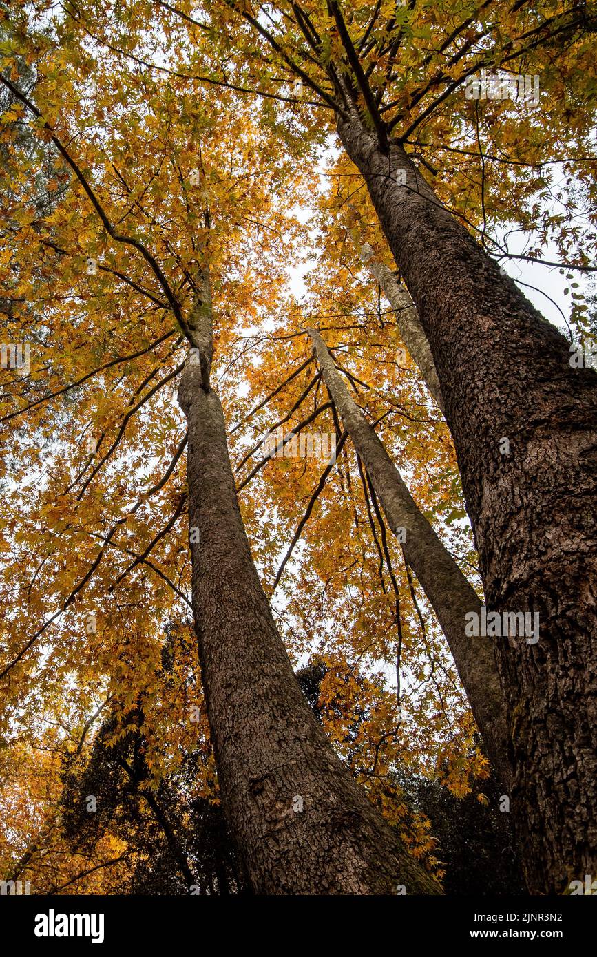 Vue à angle bas du tronc d'arbre hauts jaunes chutes de feuilles en automne saison Banque D'Images