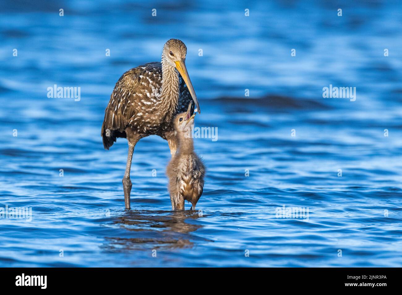Une mère Limpkin (Aramus guarauna) qui nourrit et enseigne son bébé dans le parc national de Myakka River, en Floride. Limpkins sont liés aux grues et aux rails, et sp Banque D'Images