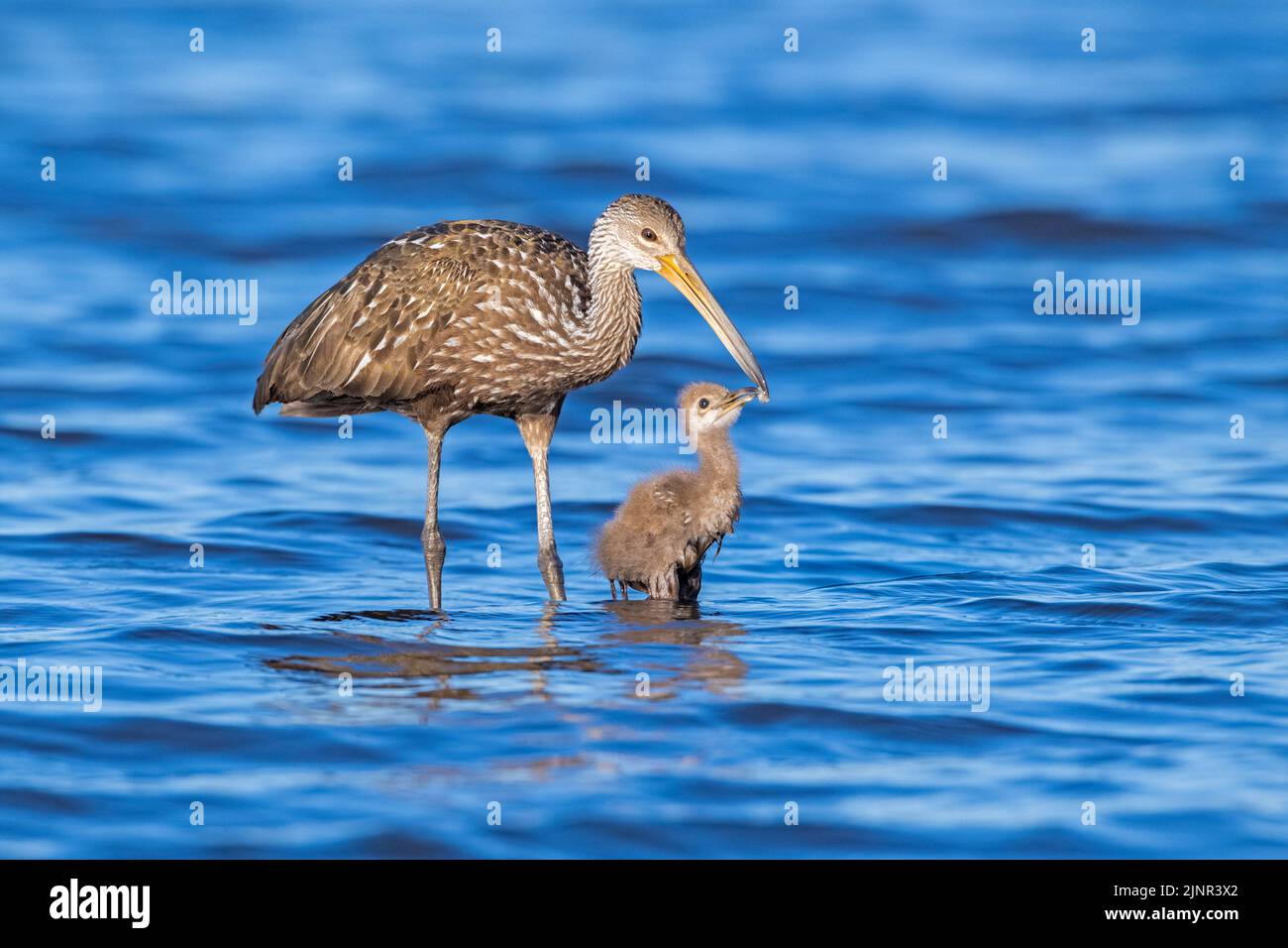 Une mère Limpkin (Aramus guarauna) qui nourrit et enseigne son bébé dans le parc national de Myakka River, en Floride. Limpkins sont liés aux grues et aux rails, et sp Banque D'Images