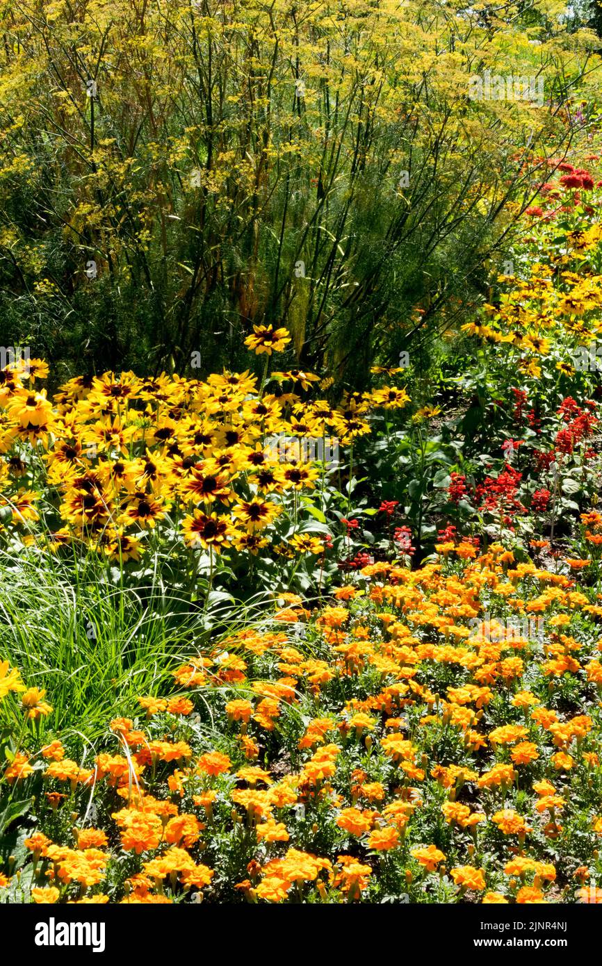 Plantes de literie annuelle Rudbeckias Marigolds fenouil colorée parterre de fleurs jaunes fleurs en fleurs août bordure Orange mixte Tagetes Rudbeckia Banque D'Images