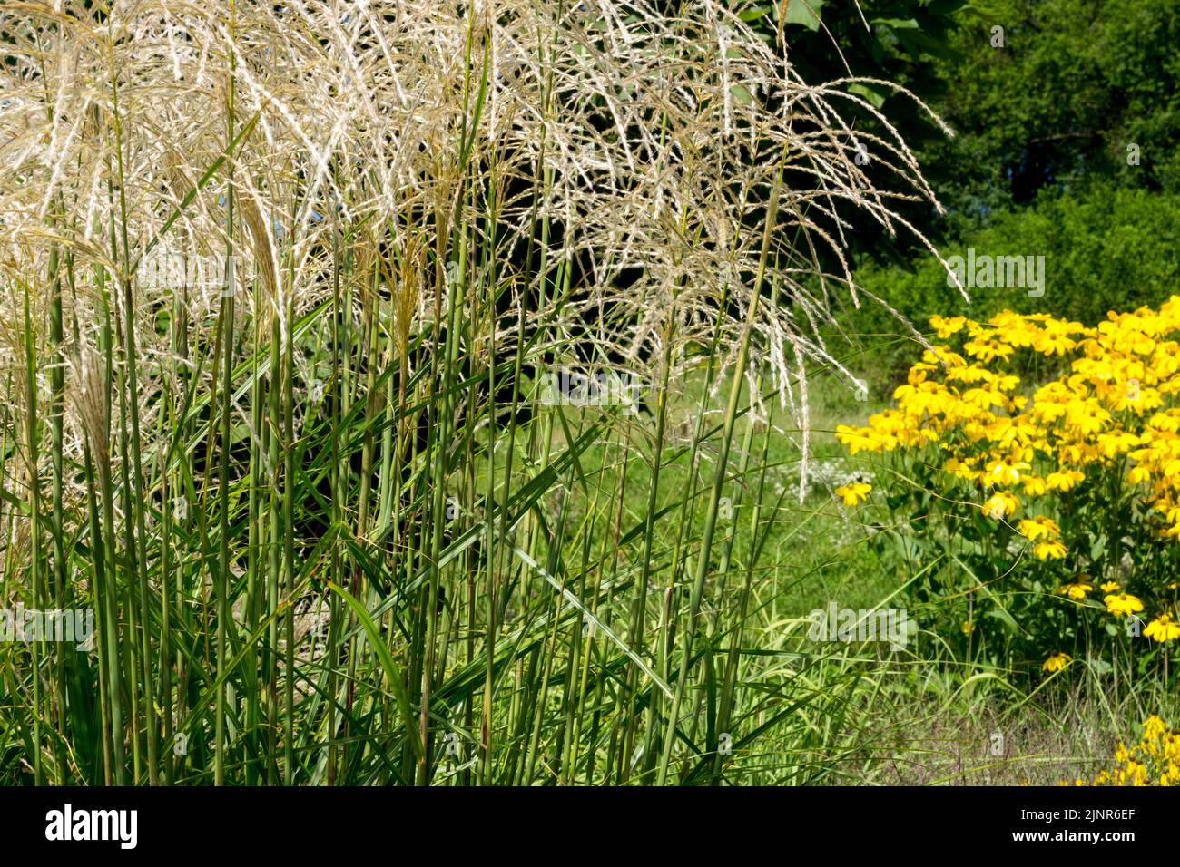 Août, Miscanthus sinensis 'Flammenmeer', herbacé, plante, herbe ornementale, Floraison Banque D'Images