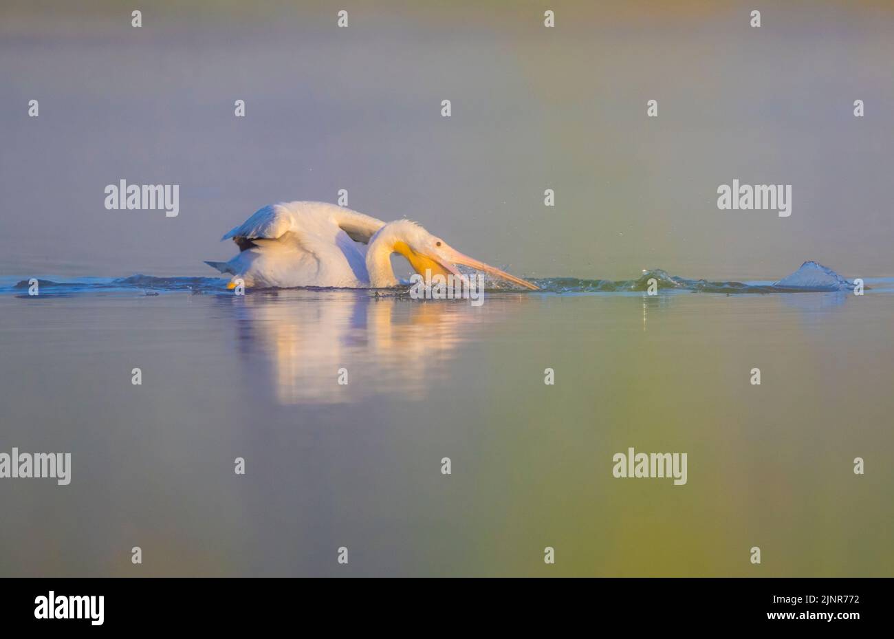 Le pélican blanc américain (Pelecanus erythrorhynchos) se nourrissant au lever du soleil dans le parc national de la rivière Myakka, en Floride. Banque D'Images