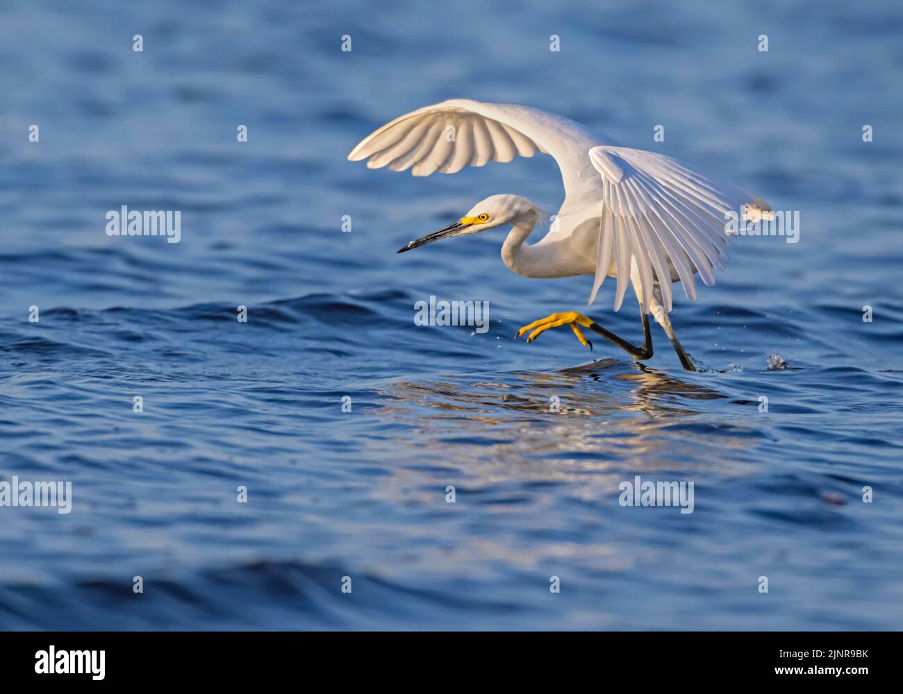 Egret enneigé (Egretta thula). Pêche dans le parc national de Myakka River, Floride. Banque D'Images