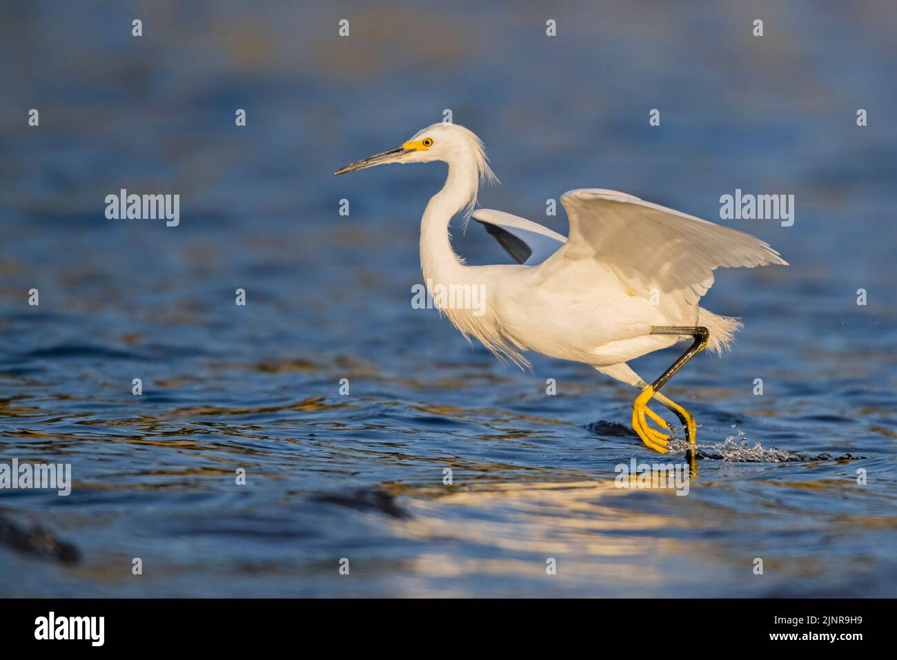 Egret enneigé (Egretta thula). Pêche dans le parc national de Myakka River, Floride. Banque D'Images