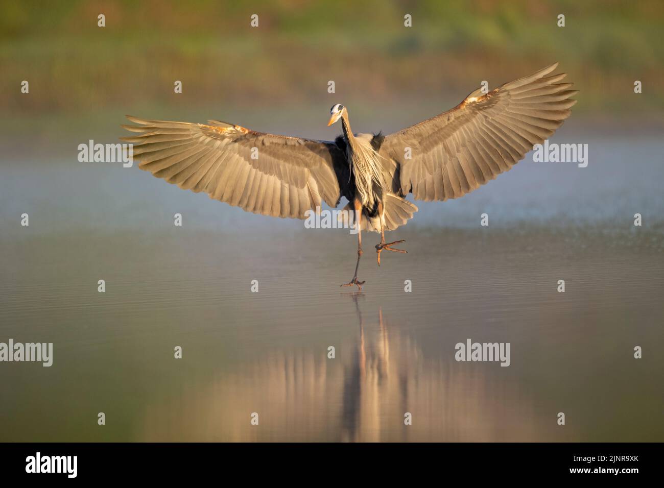 Un grand héron bleu (herodias d'Ardea) débarquant dans la rivière Myakka, tandis que le soleil brûle le brouillard tôt le matin. Myakka River State Park, Floride. Banque D'Images