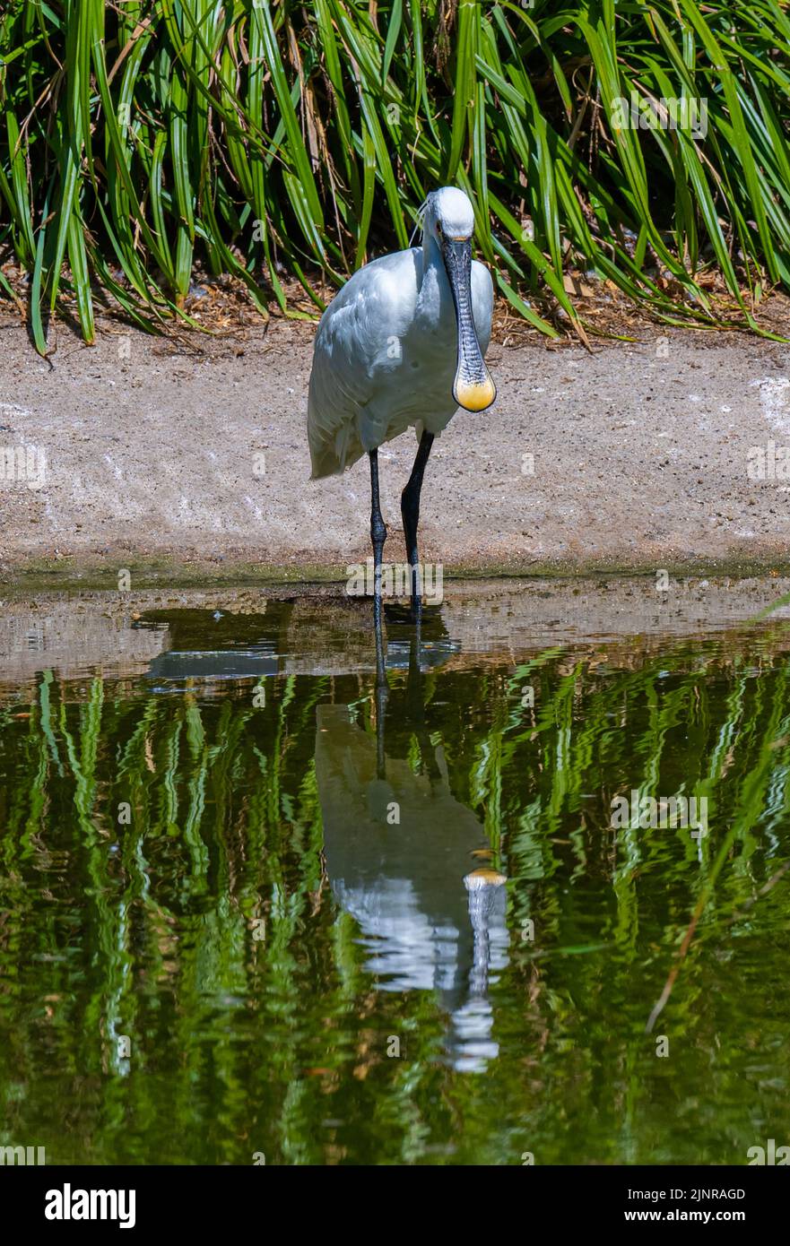 Spatule blanche Spatule blanche ou conjoint (Platalea leucorodia) Banque D'Images