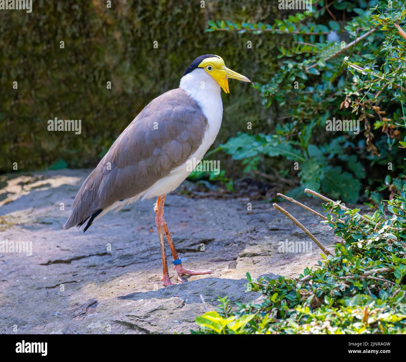 Lapwing masqué (Vanellus Miles), originaire d'Australie Banque D'Images