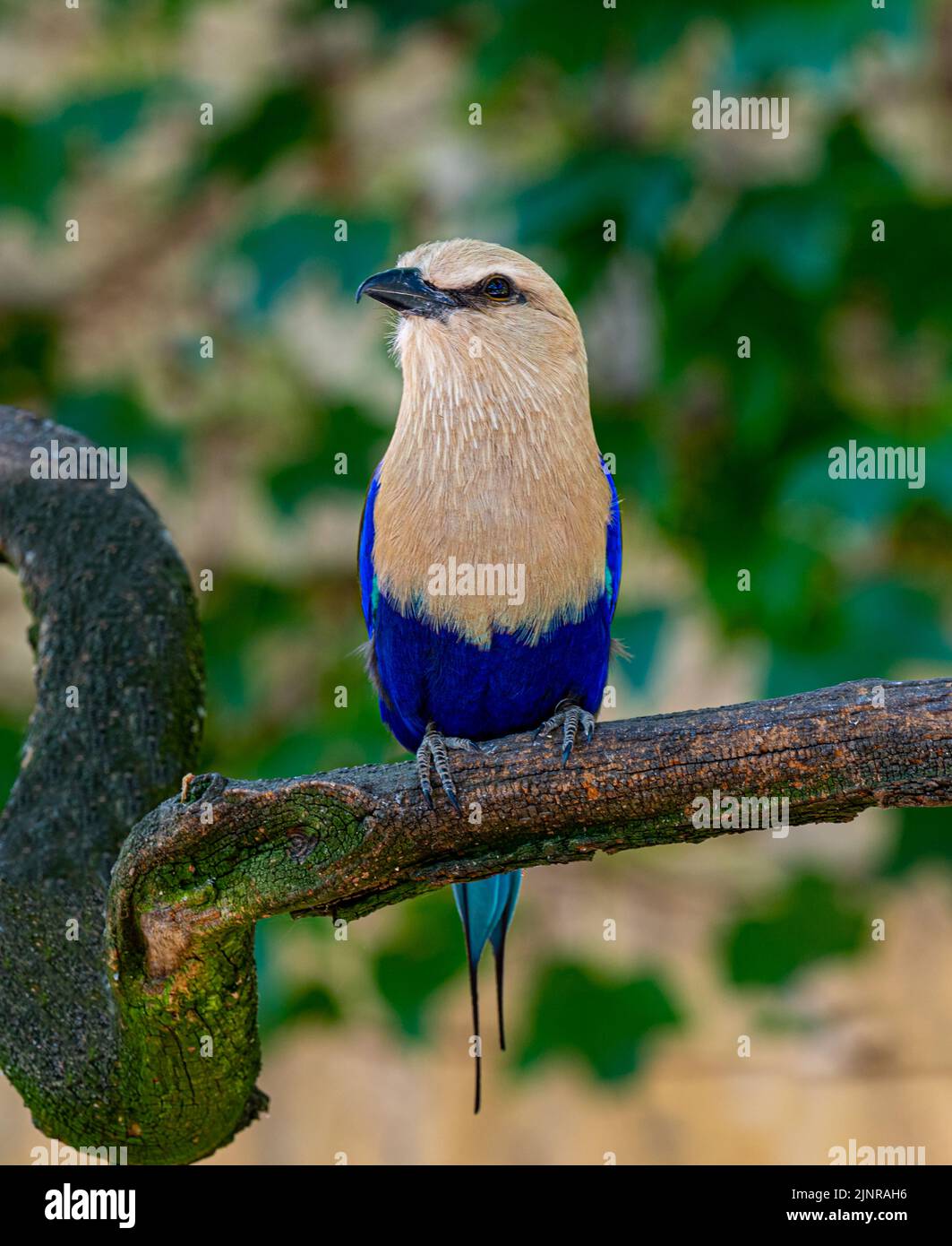 Le rouleau à ventre bleu (Coracias cyanogaster), un oiseau coloré originaire d'Afrique de l'Ouest Banque D'Images