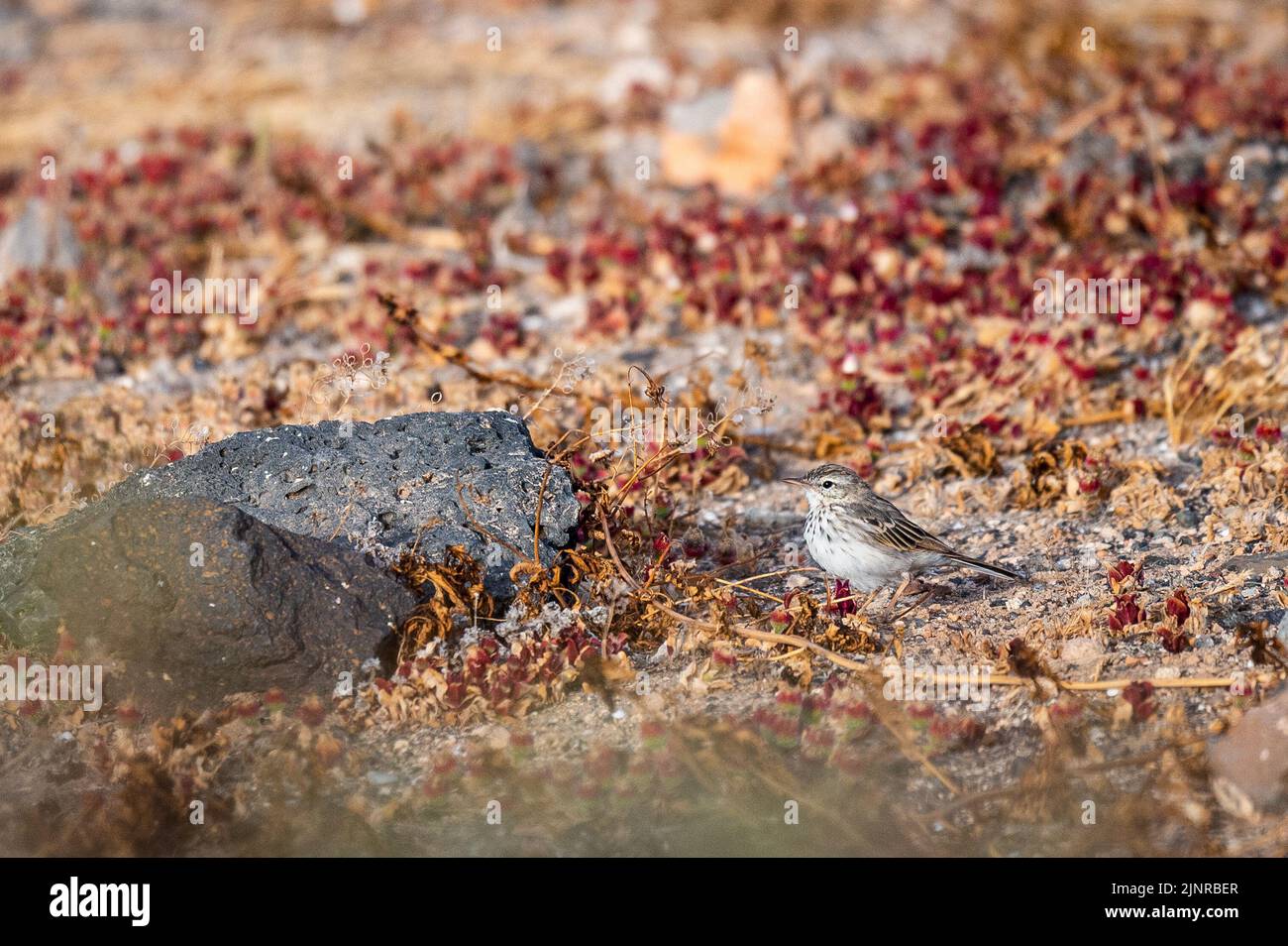 Le pipit de Berthelot (Anthus berthelotii) debout sur le sol, un petit oiseau de passereau qui se reproduit à Madère et dans les îles Canaries. Banque D'Images