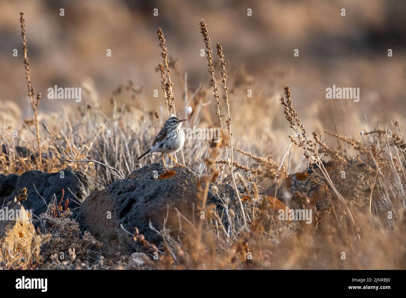 Le pipit de Berthelot (Anthus berthelotii) debout sur un rocher, un petit oiseau de passereau qui se reproduit à Madère et aux îles Canaries. Banque D'Images