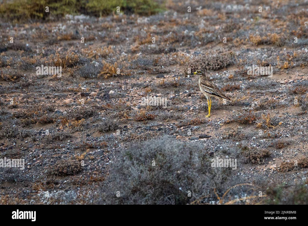 On voit un coursier eurasien en pierre aussi connu sous le nom de genou épais eurasien (Burhinus oedicnemus) debout sur le sol. Banque D'Images