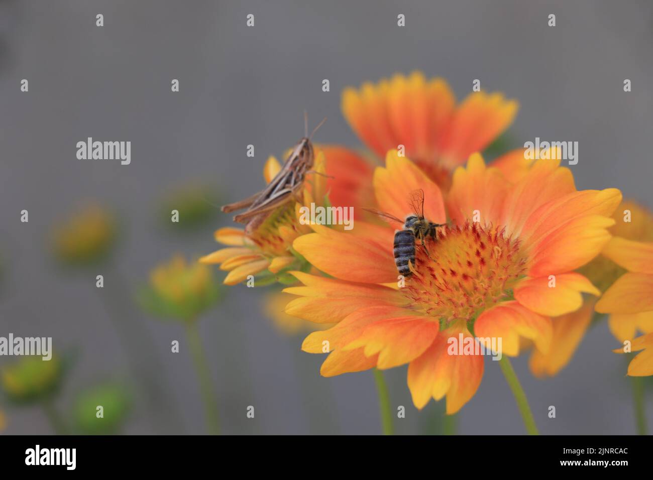 Callipamus italicus sur la fleur en fleurs Gaillardia Mesa Peach Banque D'Images