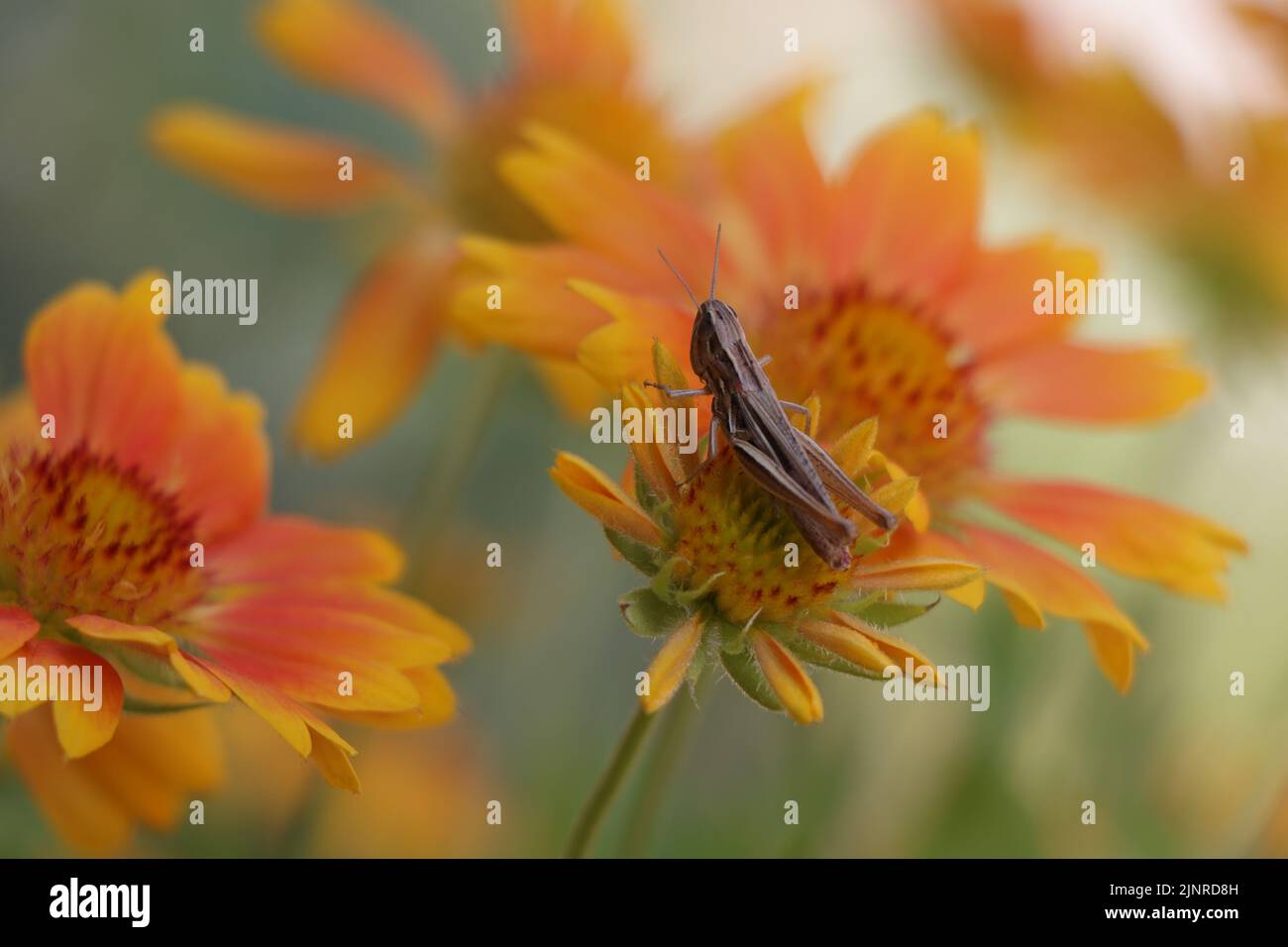 Callipamus italicus sur la fleur en fleurs Gaillardia Mesa Peach Banque D'Images