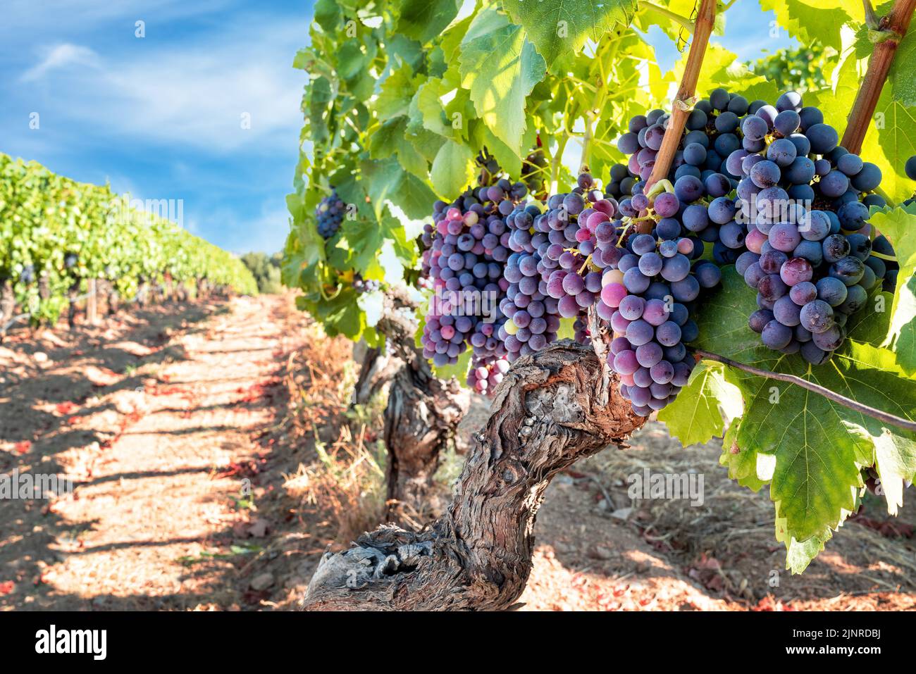 Veraison dans un vignoble. Des grappes de raisins avec des baies qui commencent la phase de mûrissement. Agriculture traditionnelle. Sardaigne. Banque D'Images