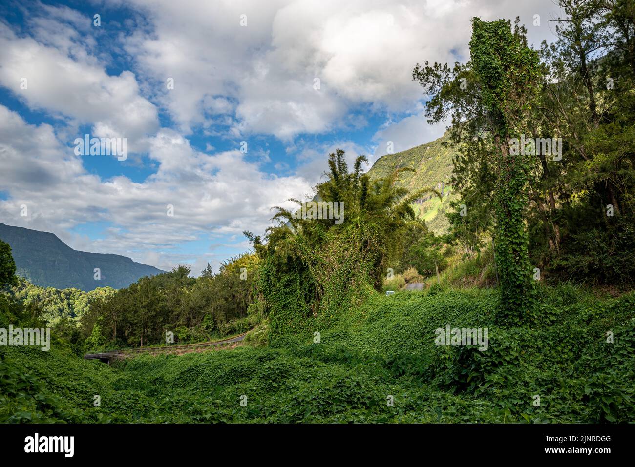 Végétation luxuriante à l'île de la Réunion, France Banque D'Images