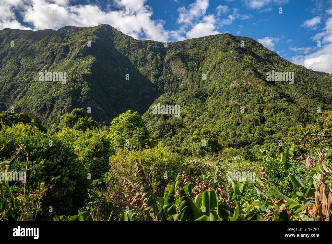 Paysage montagneux vert, île de la Réunion, France Banque D'Images