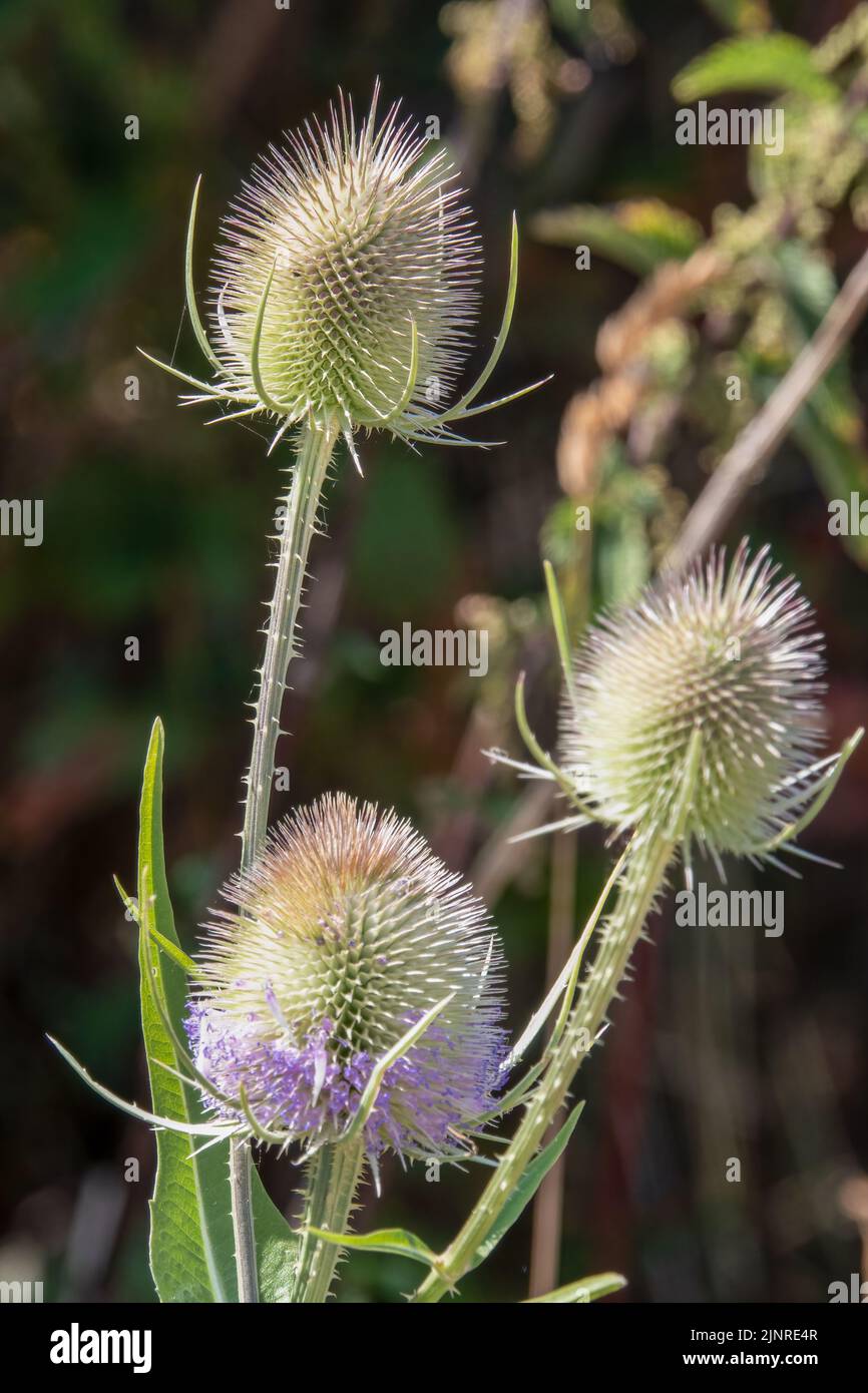 Gros plan de trois têtes de fleurs sur une cuillère à café sauvage (Dipsacus fullonum) Banque D'Images