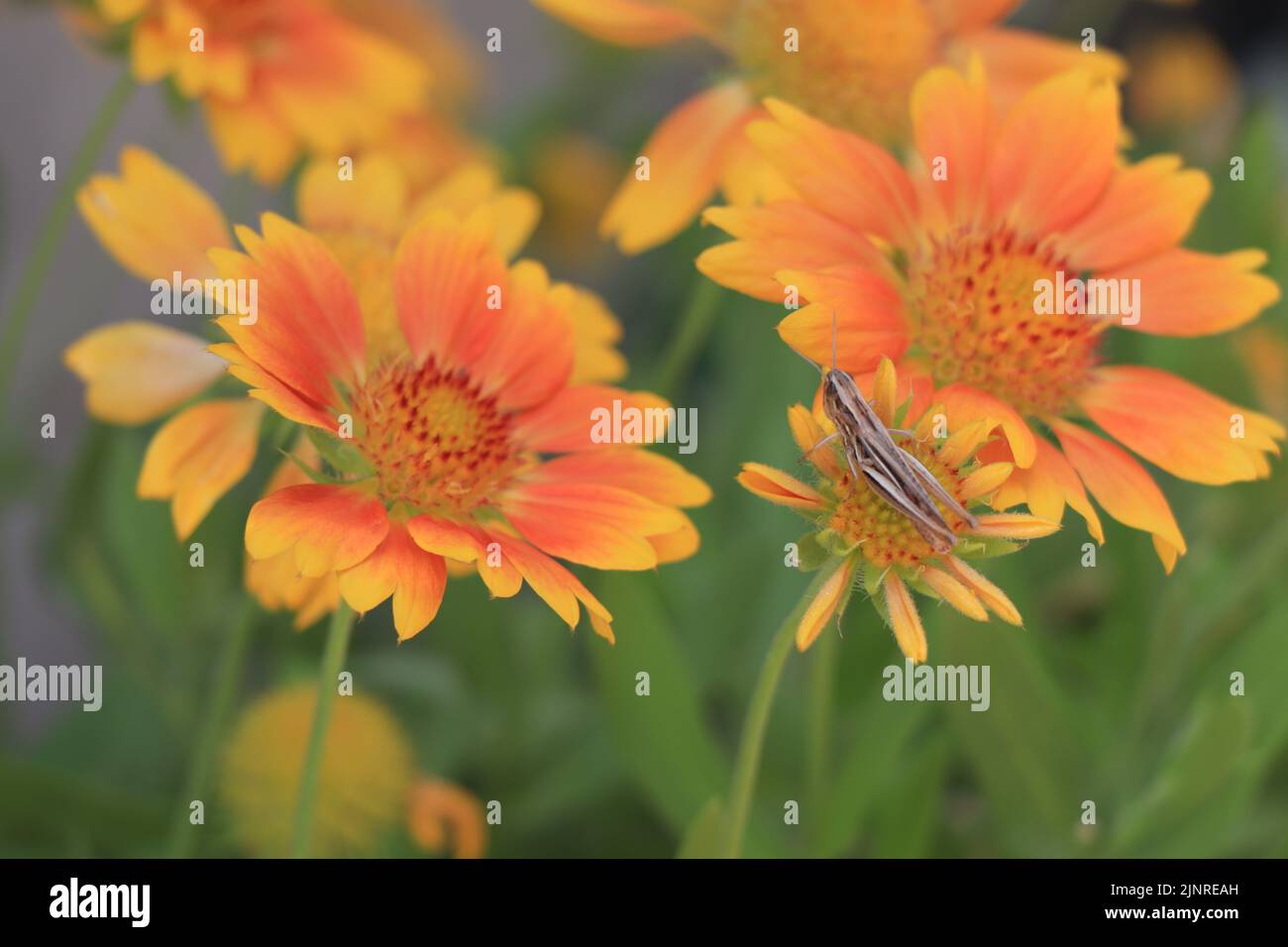 Callipamus italicus sur la fleur en fleurs Gaillardia Mesa Peach Banque D'Images