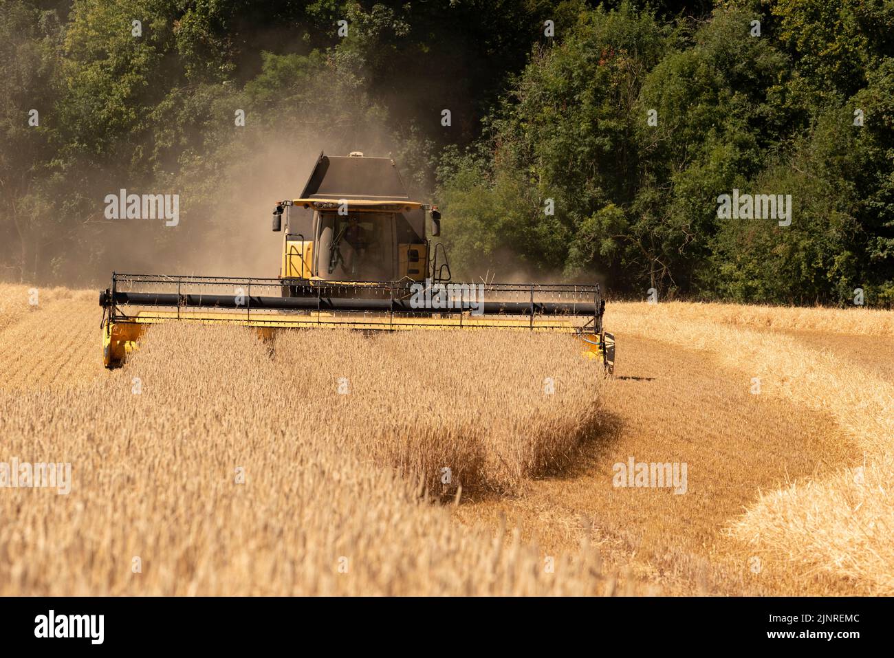 KINETON, Gloucestershire, Angleterre, Royaume-Uni. 2022. Moissonneuse-batteuse récoltant du seigle dans une ferme des Cotwolds au milieu de l'été 2022. Banque D'Images