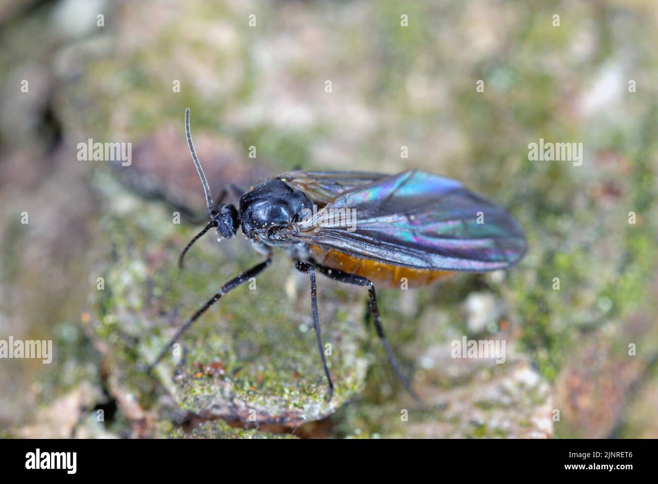Image macro d'un champignon à ailes foncées (Sciaridae) sur du bois. Banque D'Images