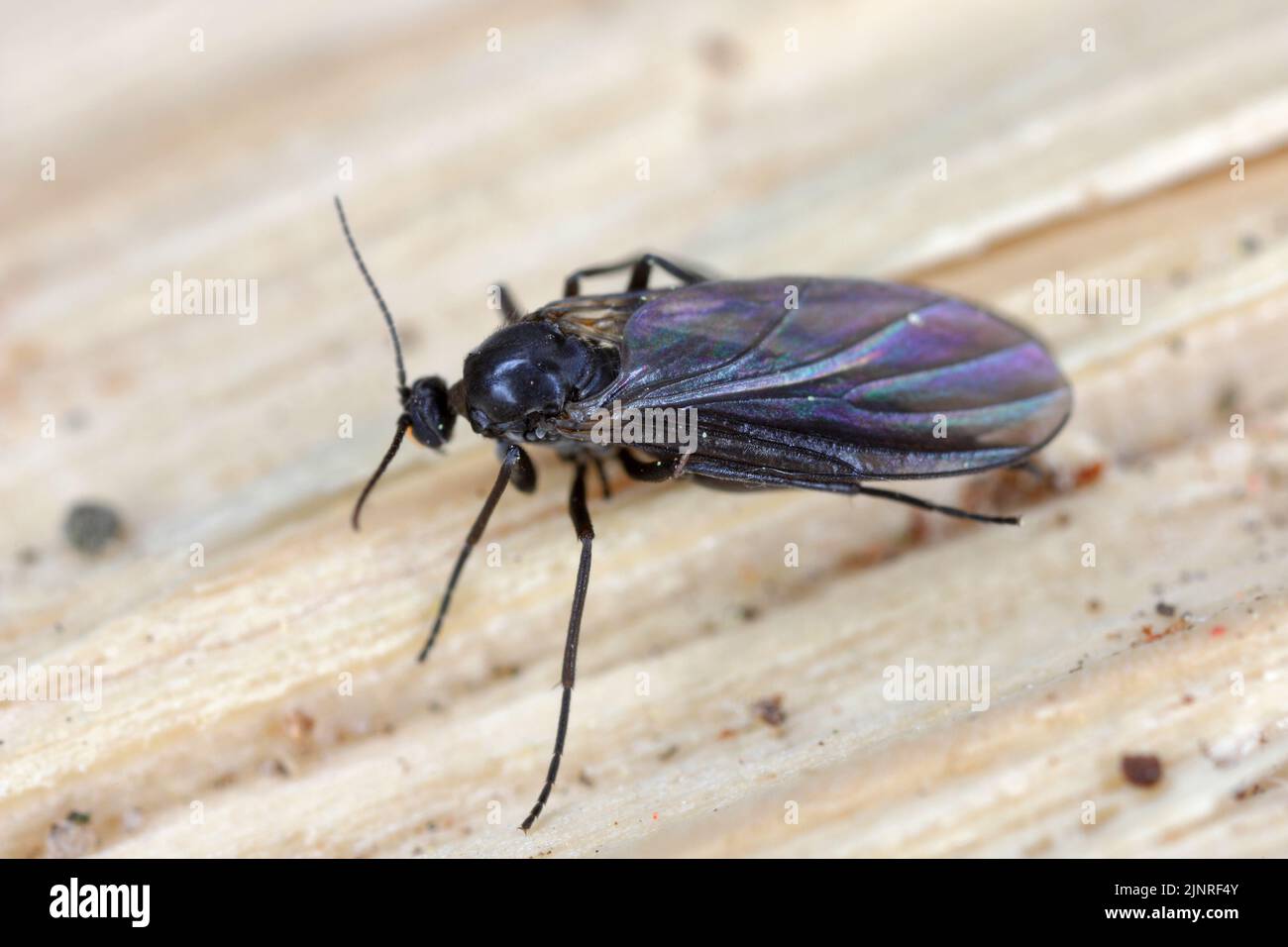 Image macro d'un champignon à ailes foncées (Sciaridae) sur du bois. Banque D'Images