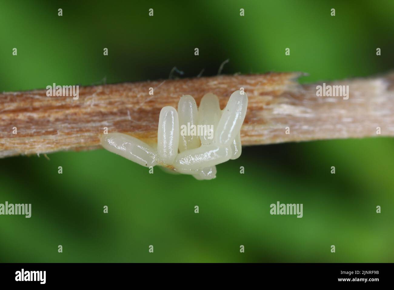 Oeufs de gros vers de bois, de la morse de bois d'aubier européenne (Hylecoetus dermestoides) sur le bois. Banque D'Images