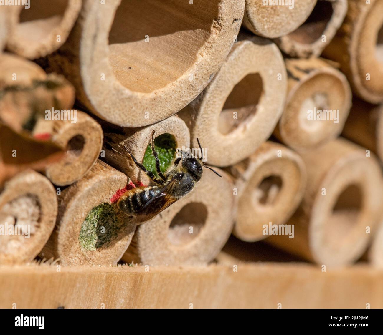 Megachile Centuncularis, abeille patchwork feuilleCutter, enfermant l