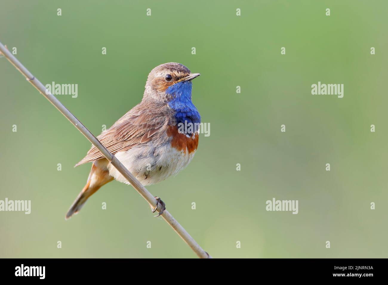 Bluethroat (Luscinia svecica) perchée en roseau, aux pays-Bas Banque D'Images