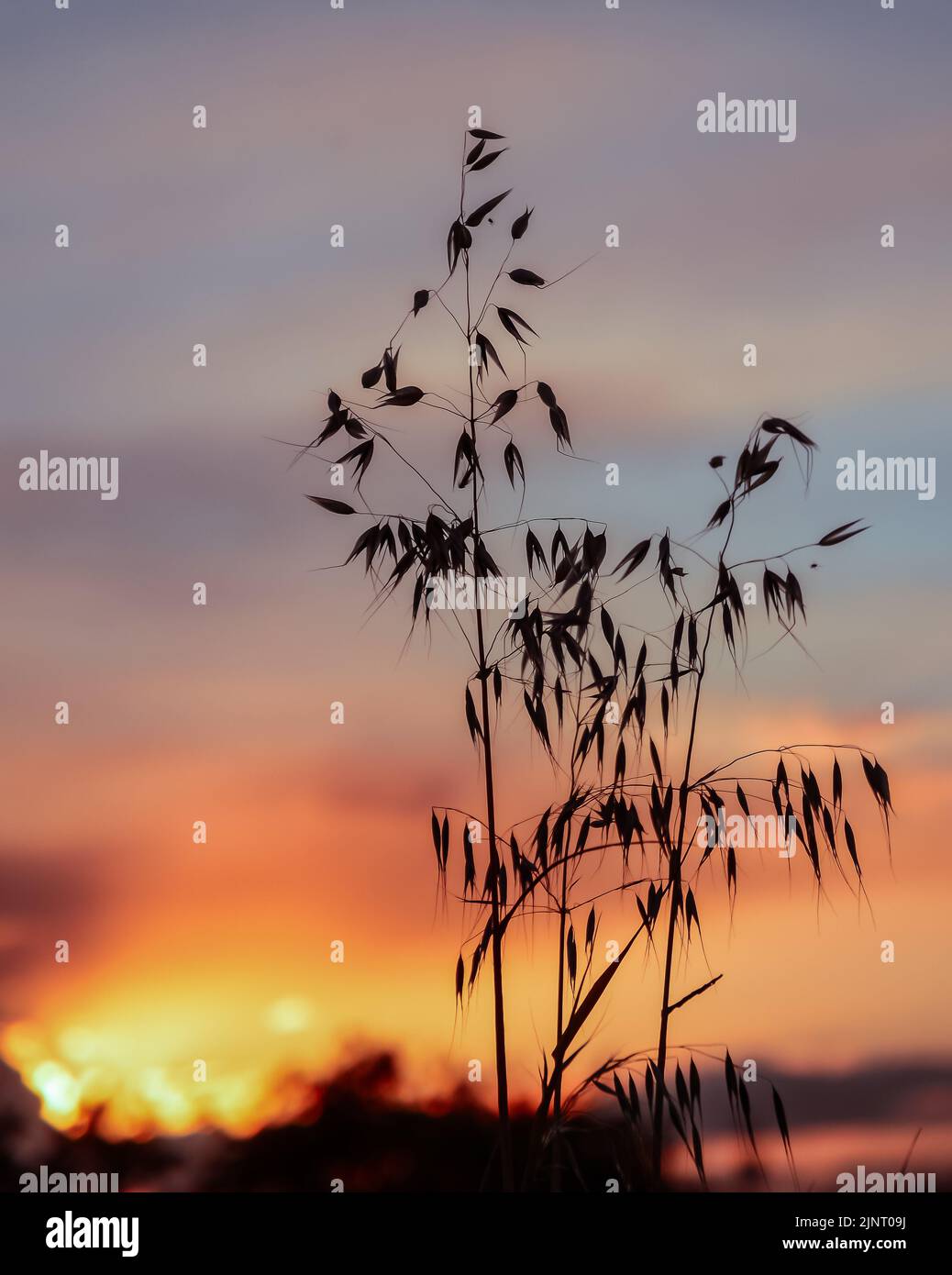 Silhouette de plante d'avoine sauvage au coucher du soleil Banque D'Images