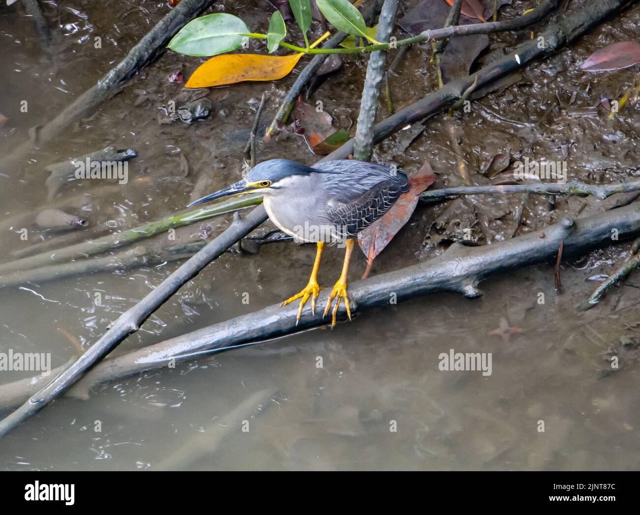 Heron strié (Butorides striata macrorhyncha) debout sur une rive boueuse Banque D'Images