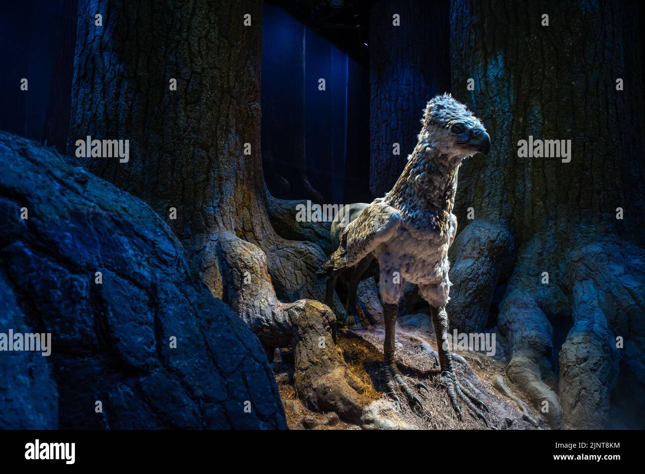 Londres, Royaume-Uni - 10 juin 2022 : Buckbeak the Hippogriff in the Forbidden Forest, Warner Bros Studio, Londres Banque D'Images