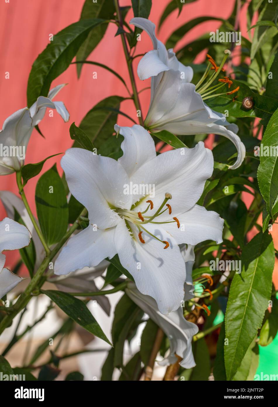 Hybride oriental 'Rialto', Orientlilja (Lilium orientalis) Banque D'Images