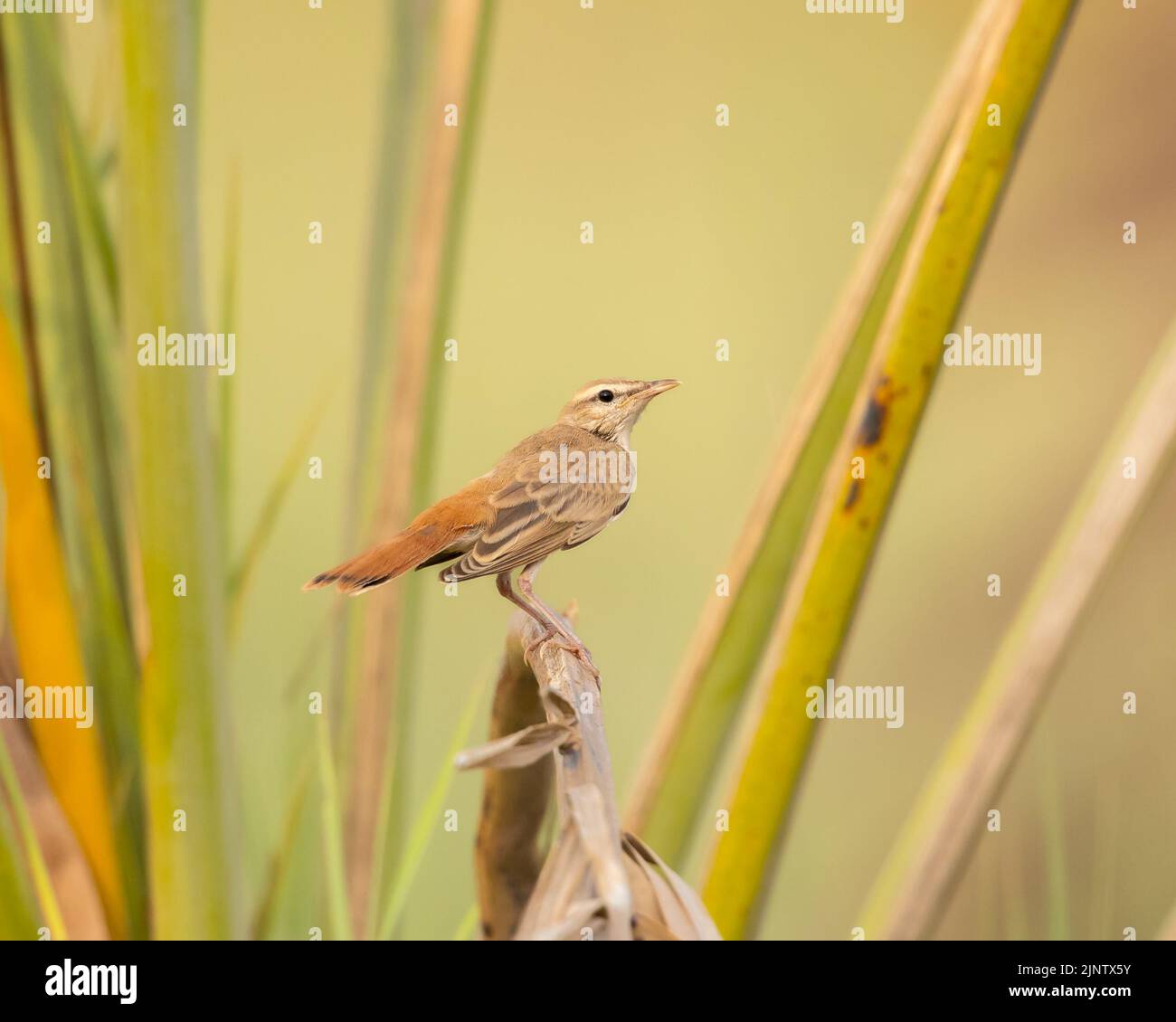 Portrait du robin à queue de rufuos Banque D'Images