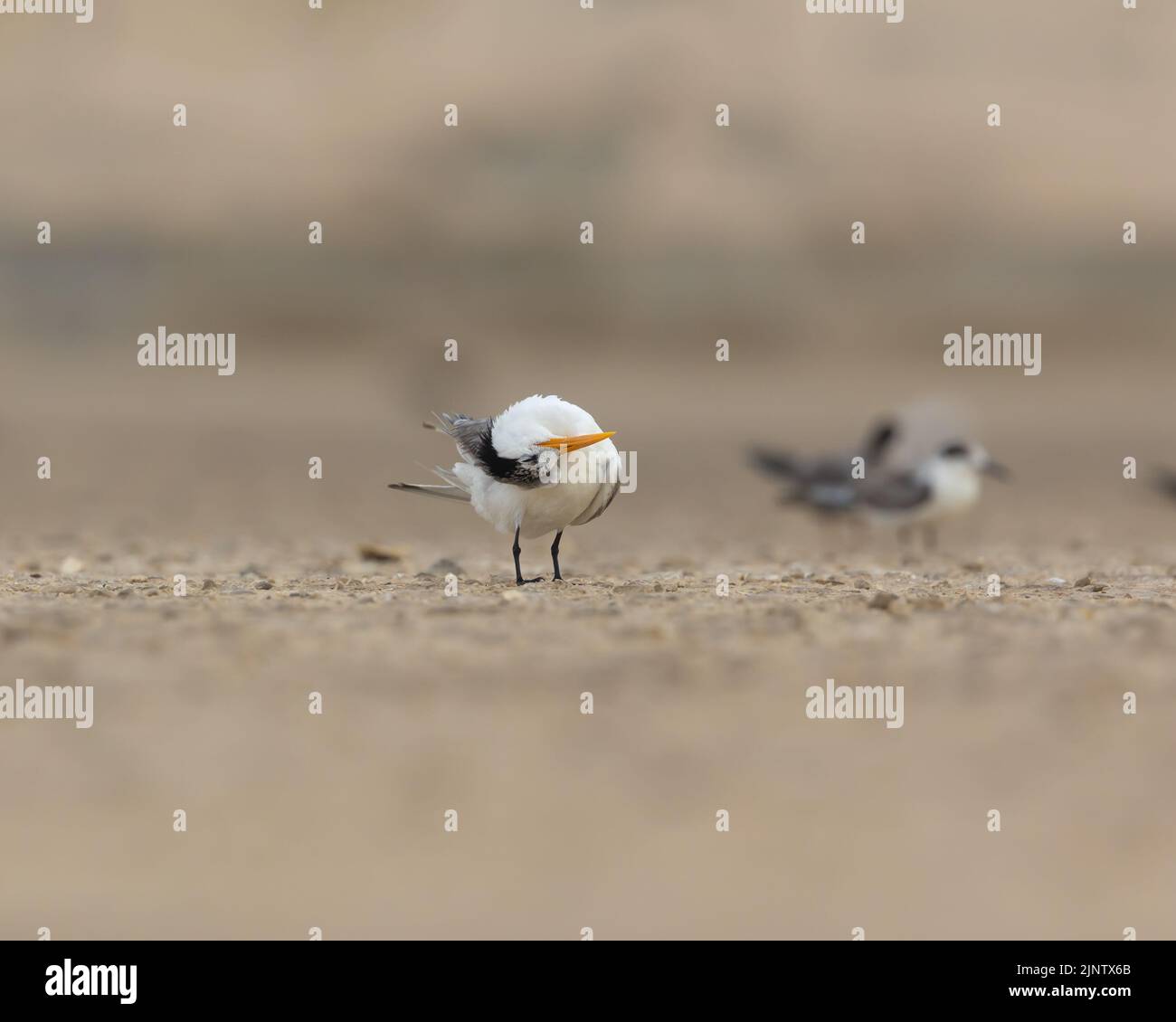 Grande sterne à crête qui fait ses plumes, Bahreïn Banque D'Images