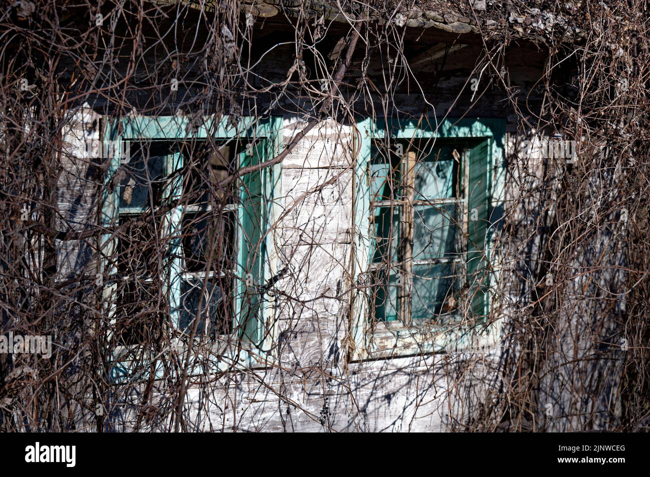 Détail d'une ancienne ferme en bois abandonnée avec deux panneaux de fenêtre cassés, qui est déjà surcultivée par des plantes. Banque D'Images