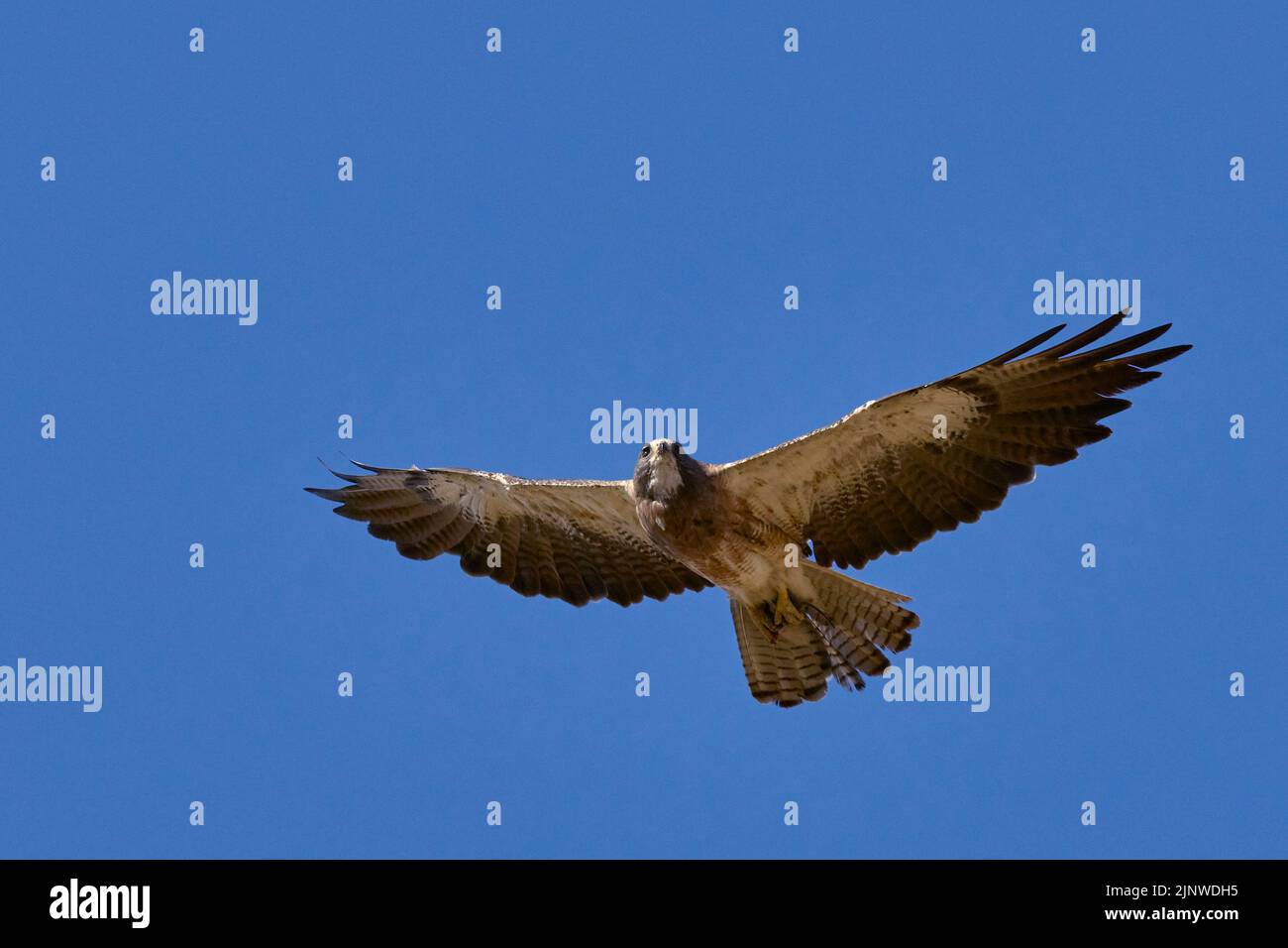 Swainson' Hawk (Buteo swainsoni) en hauteur avec rongeur dans les talons, Yolo County California USA Banque D'Images