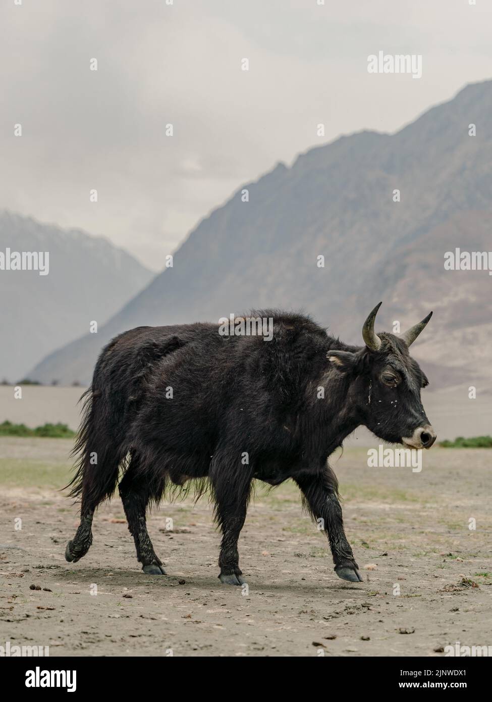 Vache de montagne à Ladhak Banque D'Images