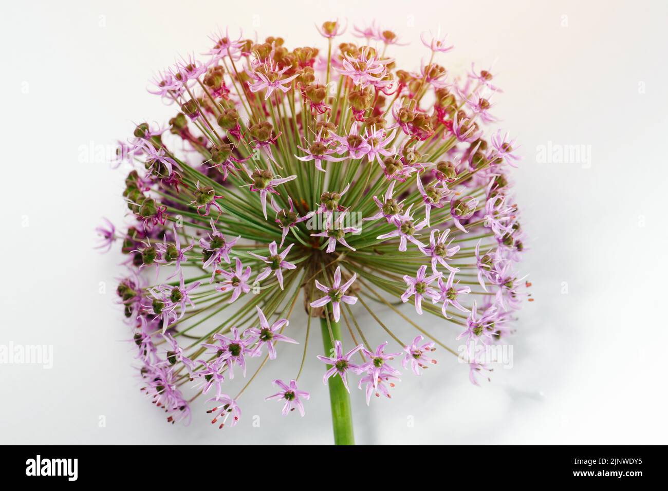 Fleur d'oignon rose sur fond blanc. Sur une tige verte. Lumineux. Banque D'Images