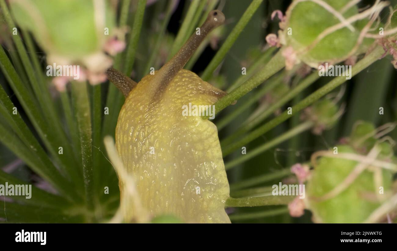 Gros plan de l'escargot rampant sur un oignon sauvage de fleur d'Allium et le mange sur fond de feuilles vertes. Banque D'Images